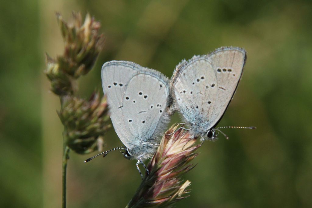 M e F  : foto di coppia